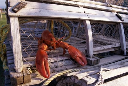lobster_in_a_lobster_trap